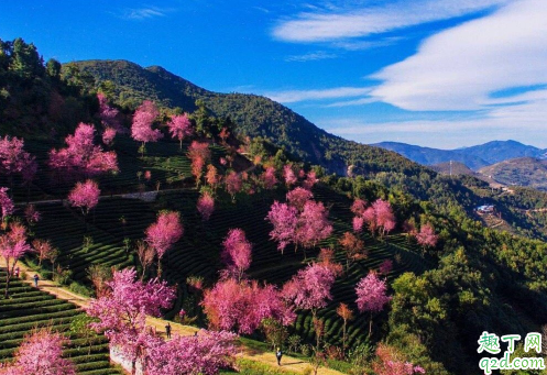 無量山櫻花谷門票多少 云南無量山的櫻花什么時(shí)候開4