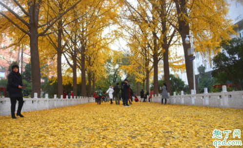 北京地壇公園銀杏什么時候黃 地壇公園銀杏大道怎么走2