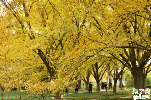 北京地壇公園銀杏什么時候黃 地壇公園銀杏大道怎么走4