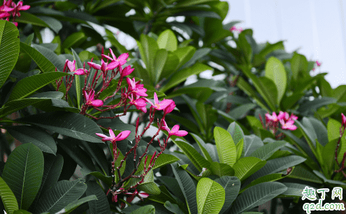 素馨花好養(yǎng)活嗎 素馨花怎樣養(yǎng)花開(kāi)旺盛3