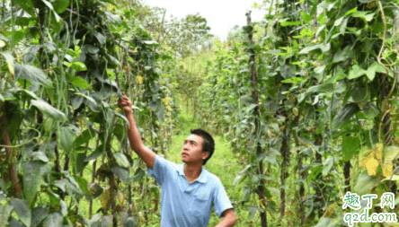 豇豆種植應(yīng)該如何選種 豇豆為什么要用地膜 4