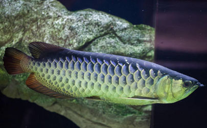 龍魚(yú)喂小魚(yú)長(zhǎng)得快嗎 龍魚(yú)進(jìn)食要注意什么