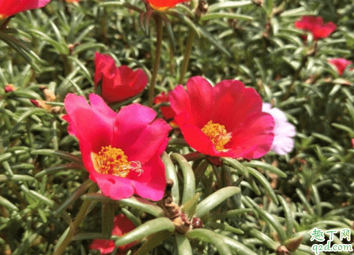 太陽花施什么肥開花多 種的太陽花一直不服盆怎么辦3