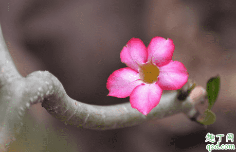  沙漠玫瑰花苞變干是為什么 沙漠玫瑰怎樣預(yù)防花苞變干1