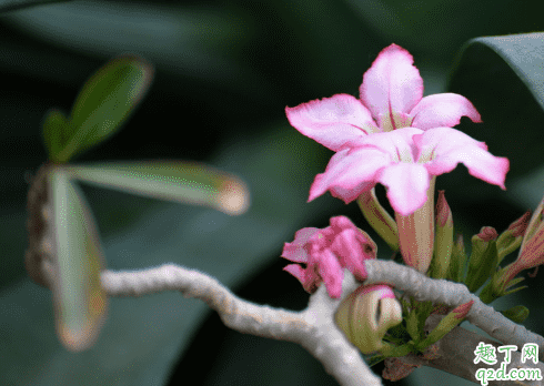  沙漠玫瑰花苞變干是為什么 沙漠玫瑰怎樣預(yù)防花苞變干2