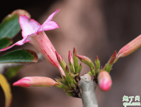  沙漠玫瑰花苞變干是為什么 沙漠玫瑰怎樣預(yù)防花苞變干3