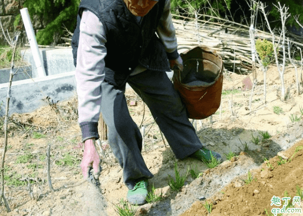 種地為什么撒草木灰 生姜種植怎么施草木灰1