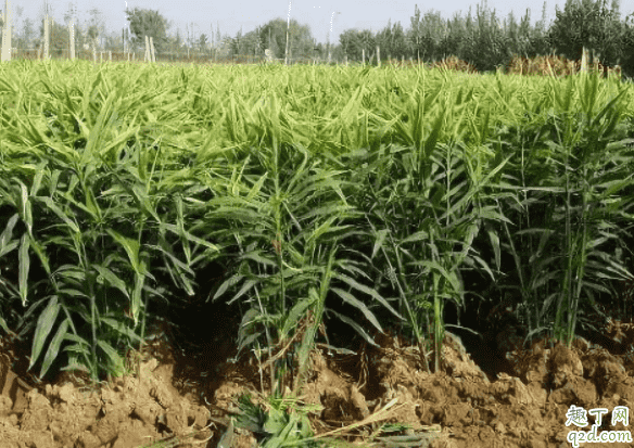 種地為什么撒草木灰 生姜種植怎么施草木灰2