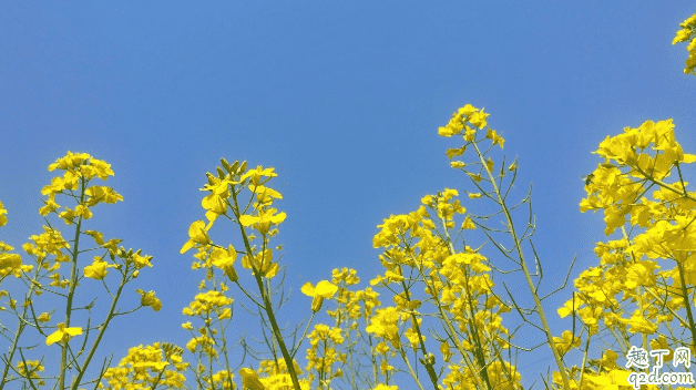 油菜苗弱怎么壯苗 越冬油菜早發(fā)壯苗的方法有哪些2