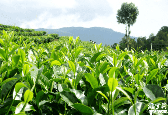 種植茶葉的自然條件是怎樣的 種植茶葉什么土壤最合適1