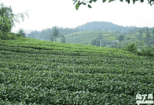 種植茶葉的自然條件是怎樣的 種植茶葉什么土壤最合適2