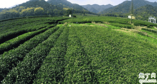 種植茶葉的自然條件是怎樣的 種植茶葉什么土壤最合適3