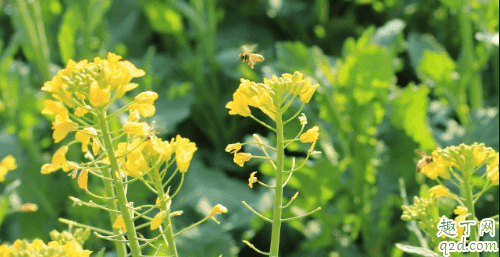 油菜什么季節(jié)種存活率高 油菜低溫下種植如何做好抗寒工作3