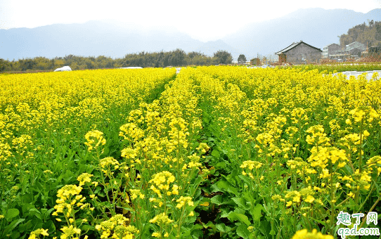 油菜爛桿是咋回事 油菜爛桿要用什么藥防冶1