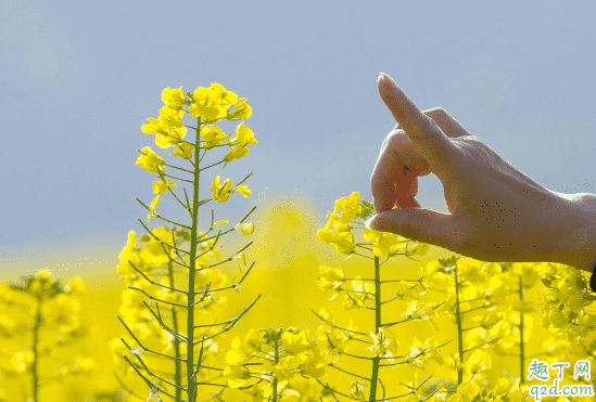 油菜爛桿是咋回事 油菜爛桿要用什么藥防冶2