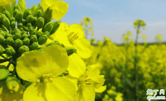 油菜爛桿是咋回事 油菜爛桿要用什么藥防冶3