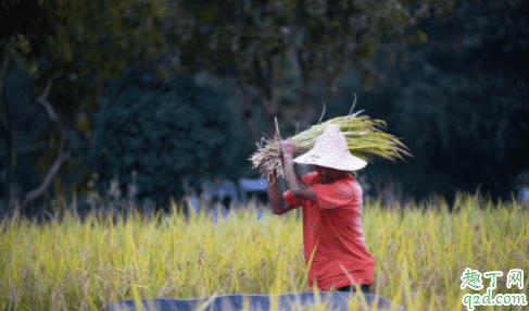 疫情期間糧食價(jià)格會(huì)漲價(jià)嗎 疫情期間會(huì)不會(huì)影響糧食價(jià)格4