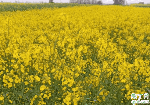 油菜可以打尖嗎 油菜什么時(shí)候打尖最好3