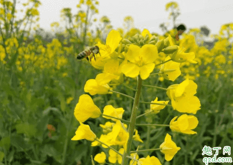 油菜可以打尖嗎 油菜什么時(shí)候打尖最好2