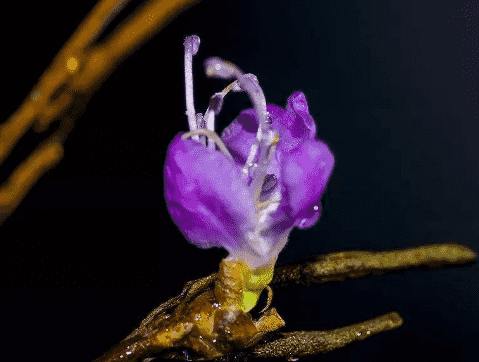 干枝杜鵑容易養(yǎng)嗎 干杜鵑花泡幾天會開花4