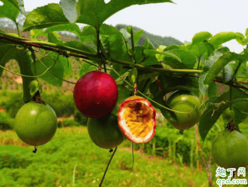 百香果可以盆栽嗎 百香果啥時(shí)候種植成活率高2