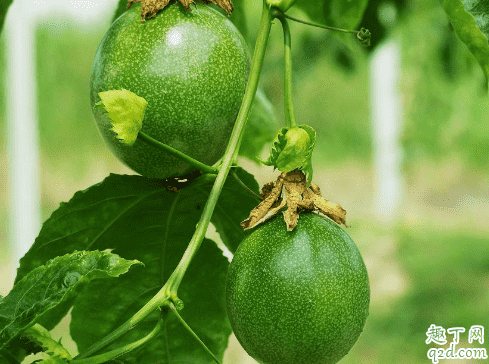 百香果可以盆栽嗎 百香果啥時(shí)候種植成活率高4