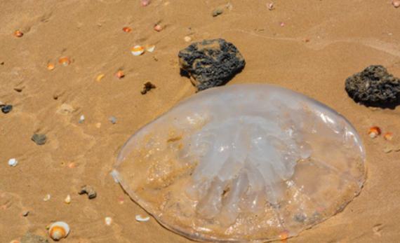 海灘上白色水母有毒嗎？水母有毒為什么海蜇能吃