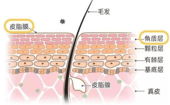 角質(zhì)層薄如何修復(fù)？角質(zhì)層薄用什么洗面奶