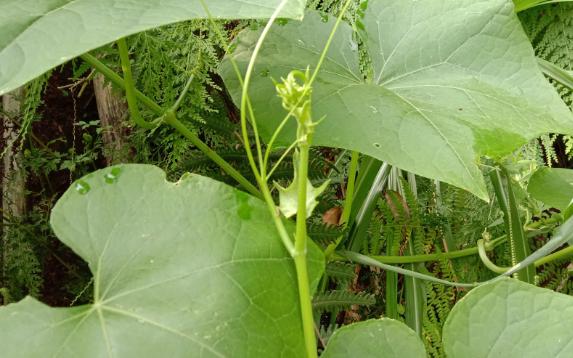 龍須菜是怎么樣的菜，您聽(tīng)說(shuō)過(guò)嗎？龍須菜吃法