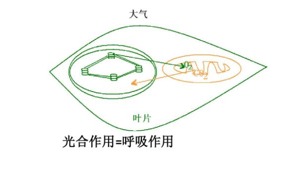 光合作用與呼吸作用的關(guān)系是什么？光合作用與有氧呼吸的區(qū)別與聯(lián)系