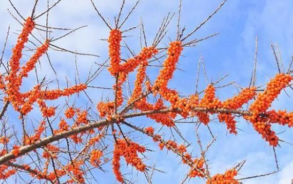 沙棘果里的黑籽能吃嗎？沙棘果是熱性的還是涼性