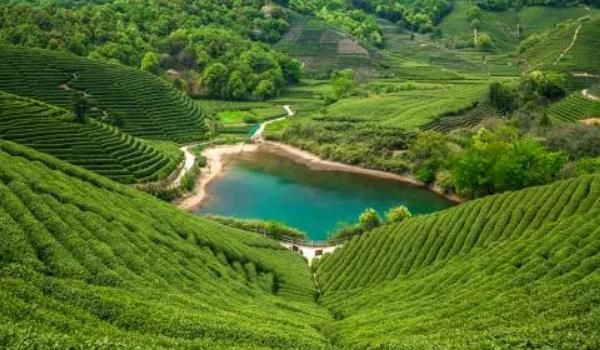 西湖龍井茶園主要分布在哪里(分布在傍溪靠澗的谷地或山坡)