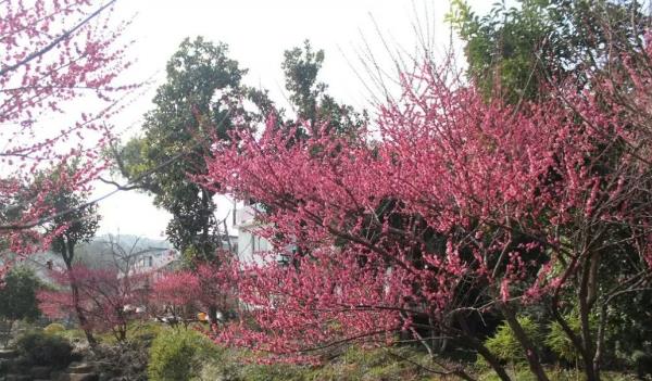 西溪濕地公園梅花在哪個(gè)區(qū)(西湖區(qū)西溪濕地公園紫金港路)